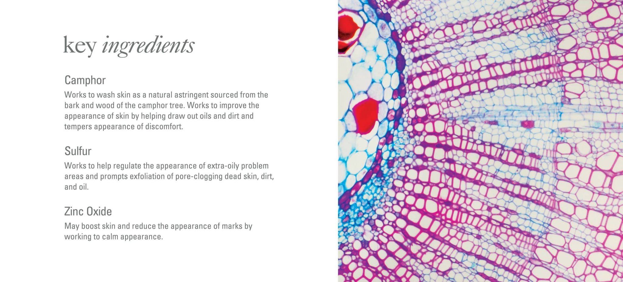 Goldfaden MD - Facial Detox - Detour Boutiques